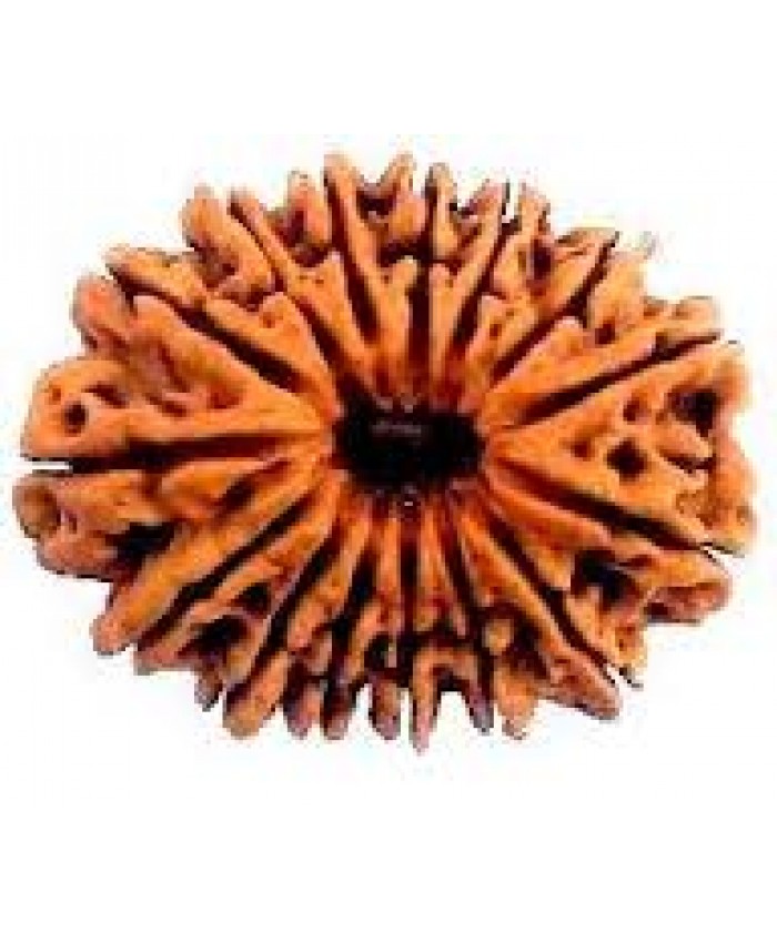 15 Mukhi rudraksha